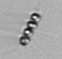 Chaetoceros_1