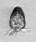 Ciliate