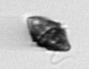 Dinoflagellate