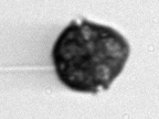 Dinoflagellate2